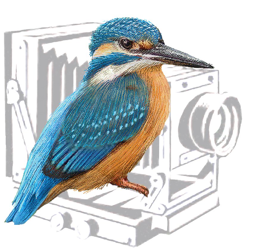 Kingfisher and a camera